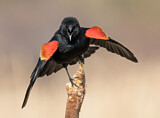Image. Red-winged Blackbird