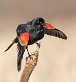 Image. Red-winged Blackbird