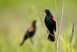 Image. Red-winged Blackbird