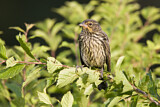 Image. Red-winged Blackbird