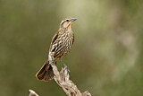 Image. Red-winged Blackbird