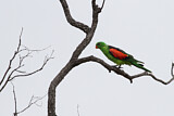 Image. Red-winged Parrot