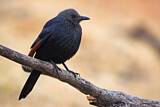 Image. Red-winged Starling