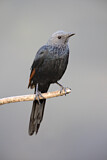 Image. Red-winged Starling