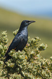 Image. Red-winged Starling