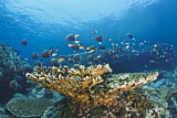 Image. Redtail Butterflyfish in Coral Reef