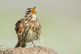 Image. Redwing