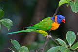 Image. Regenbogenlori
