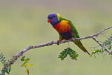 Image. Regenbogenlori