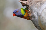 Image. Regenbogenlori