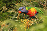 Image. Regenbogenlori