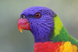 Image. Regenbogenlori
