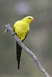 Image. Regent Parrot