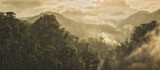 Image. Regenwald Panorama