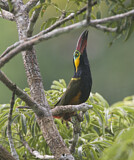 Image. Reinwardtarassari