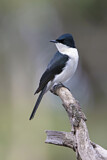 Image. Restless Flycatcher