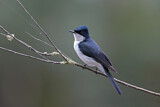 Image. Restless Flycatcher