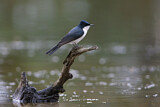 Image. Restless Flycatcher