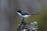 Image. Restless Flycatcher