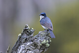 Image. Restless Flycatcher
