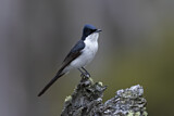 Image. Restless Flycatcher