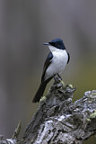 Image. Restless Flycatcher
