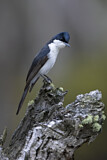 Image. Restless Flycatcher