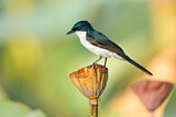 Image. Restless Flycatcher
