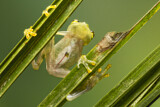 Image. Reticulated glass frog