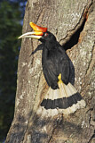 Image. Rhinozeroshornvogel