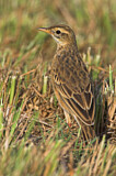 Image. Richard's Pipit