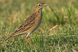 Image. Richard's Pipit
