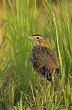 Image. Richard's Pipit