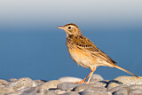 Image. Richard's Pipit