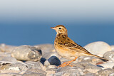 Image. Richard's Pipit