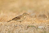 Image. Richard's Pipit