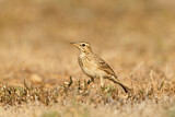 Image. Richard's Pipit