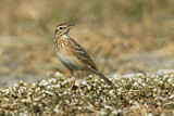 Image. Richard's Pipit