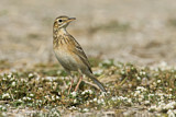 Image. Richard's Pipit