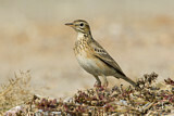 Image. Richard's Pipit