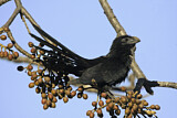 Image. Riefenschnabelani