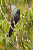Image. Riesenani
