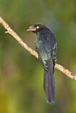 Image. Riesenani