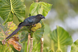 Image. Riesenani