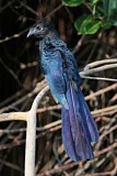 Image. Riesenani