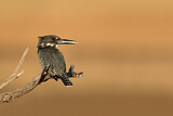 Image. Riesenfischer