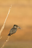 Image. Riesenfischer
