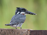Image. Riesenfischer