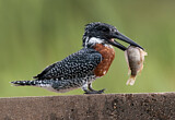 Image. Riesenfischer