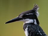 Image. Riesenfischer